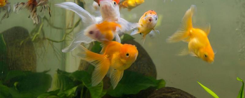 煮熟的米饭可以喂鱼吗，煮熟的米饭可以喂鱼