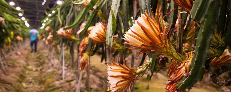 火龙果只长一朵花能不能授粉,可采取自花授粉或人工授粉