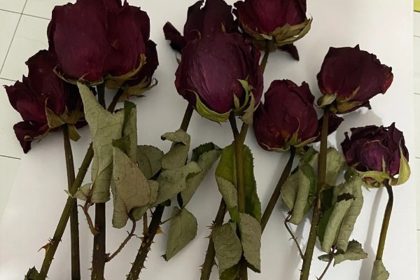 玫瑰花制成干花的方法,用烤箱烘烤一段时间就会干燥