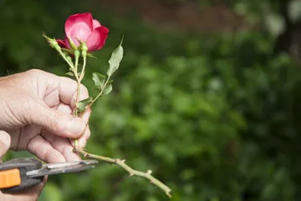 玫瑰花制成干花的方法,用烤箱烘烤一段时间就会干燥