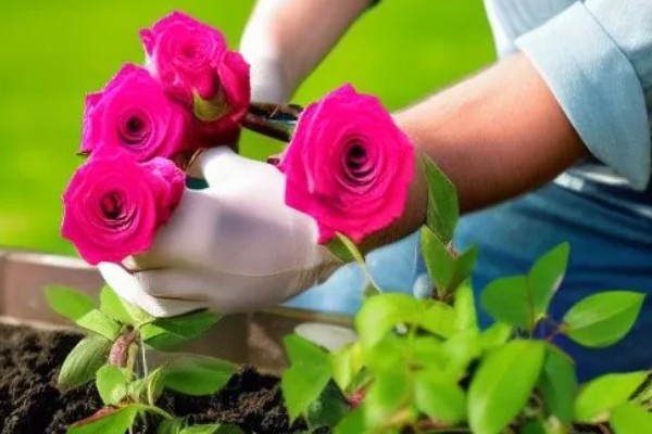 玫瑰花制成干花的方法,用烤箱烘烤一段时间就会干燥