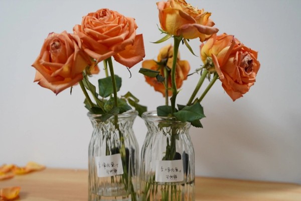 玫瑰花制成干花的方法,用烤箱烘烤一段时间就会干燥