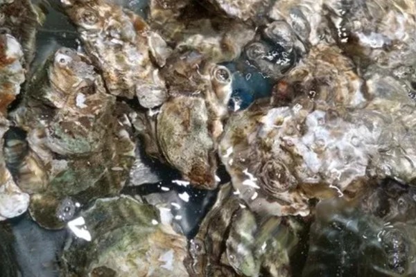 生蚝吃什么，吃海水中的微型藻类