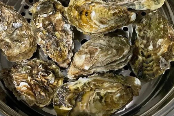 生蚝吃什么，吃海水中的微型藻类