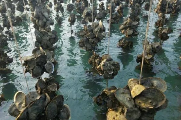 生蚝吃什么，吃海水中的微型藻类