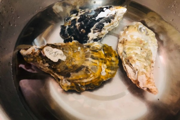 生蚝吃什么，吃海水中的微型藻类