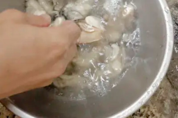 生蚝吃什么，吃海水中的微型藻类