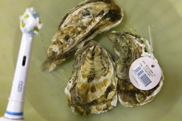 生蚝吃什么，吃海水中的微型藻类