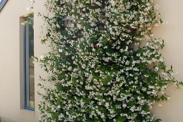 风车茉莉的过冬方法,剪除病枯枝、交叉枝可减少病虫害的发生