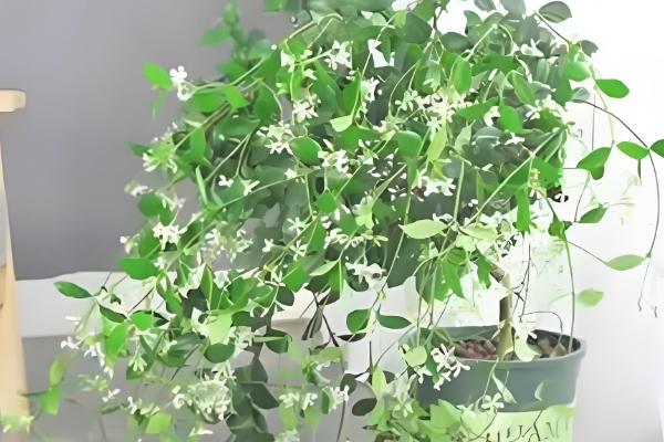 风车茉莉的过冬方法,剪除病枯枝、交叉枝可减少病虫害的发生