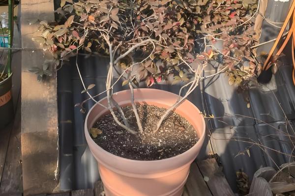 风车茉莉的过冬方法,剪除病枯枝、交叉枝可减少病虫害的发生