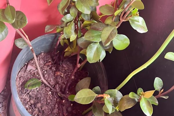 风车茉莉的过冬方法,剪除病枯枝、交叉枝可减少病虫害的发生