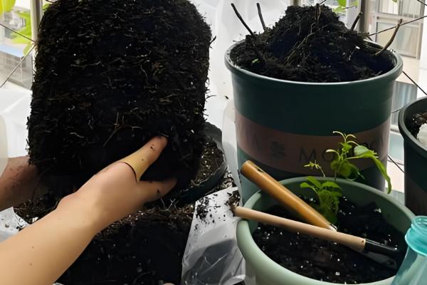 风车茉莉的过冬方法,剪除病枯枝、交叉枝可减少病虫害的发生