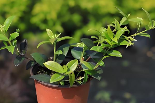 风车茉莉的过冬方法,剪除病枯枝、交叉枝可减少病虫害的发生