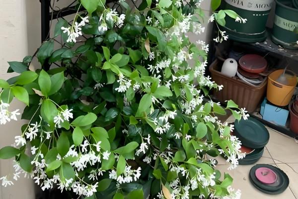 风车茉莉的过冬方法,剪除病枯枝、交叉枝可减少病虫害的发生