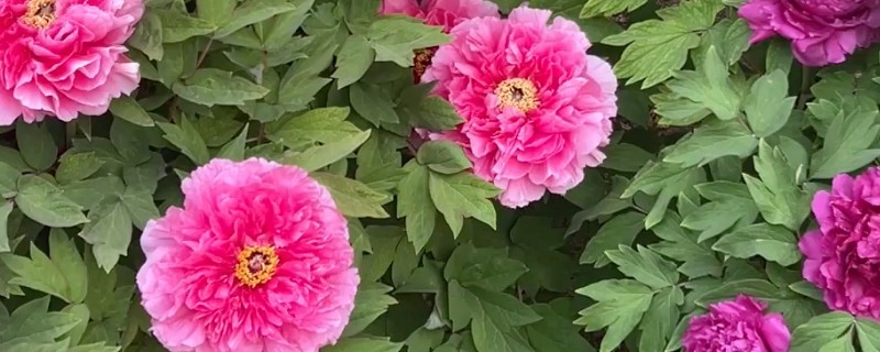 牡丹花秋季的修剪方法，花期过后进行一次修枝的工作