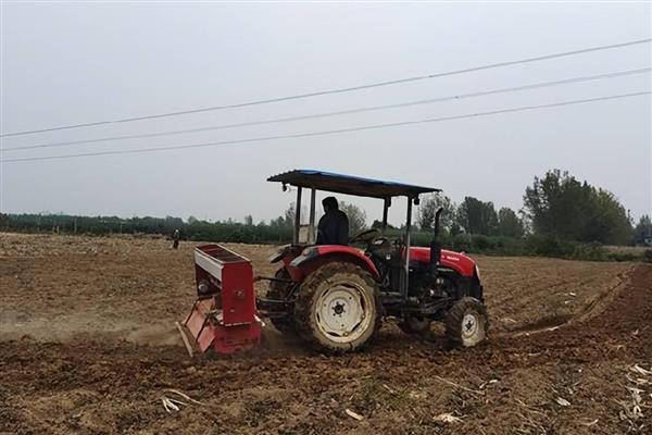 魔芋如何种植，先对种芋进行消毒处理