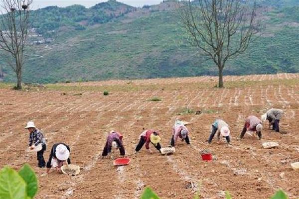 魔芋如何种植，先对种芋进行消毒处理