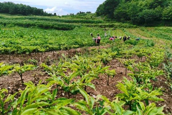 魔芋如何种植，先对种芋进行消毒处理