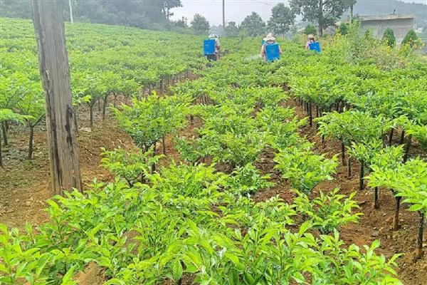 魔芋如何种植，先对种芋进行消毒处理