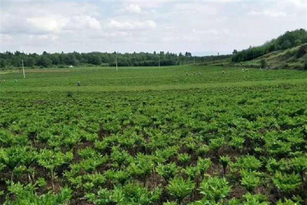 魔芋如何种植，先对种芋进行消毒处理