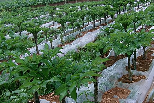 魔芋如何种植，先对种芋进行消毒处理