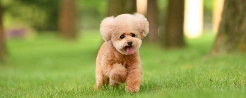 泰迪生产前的征兆，具有坐立不安、不进食等表现