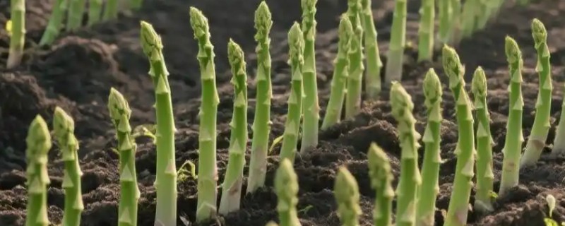 芦笋苗的种植方法,将植株带土放入定植穴中