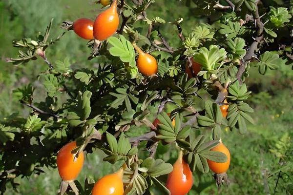 金樱子是不是蔷薇花的种子，属于蔷薇科属植物金樱子的果实