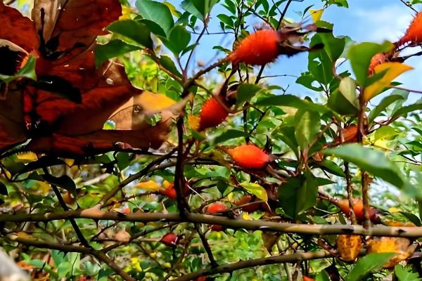 金樱子是不是蔷薇花的种子，属于蔷薇科属植物金樱子的果实