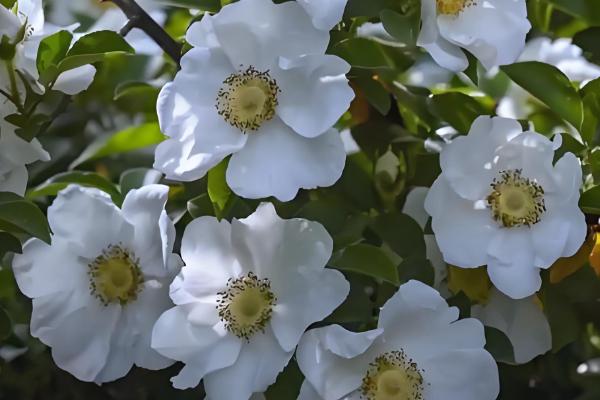 金樱子是不是蔷薇花的种子，属于蔷薇科属植物金樱子的果实