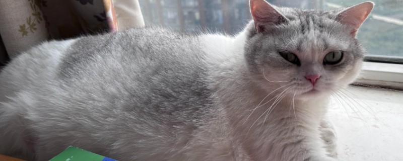 猫咪感冒症状,具有打喷嚏、流鼻涕等表现