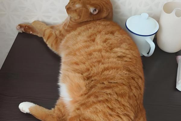 猫减肥的正确做法，一定要有计划的控制食物摄入量