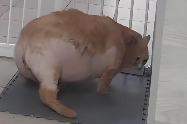 猫减肥的正确做法，一定要有计划的控制食物摄入量