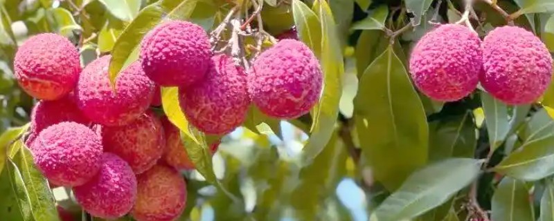 无核荔枝是不是转基因，是野生荔枝选育栽种而成