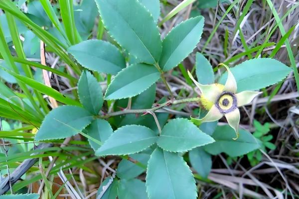 金樱子是不是蔷薇花的种子，属于蔷薇科属植物金樱子的果实