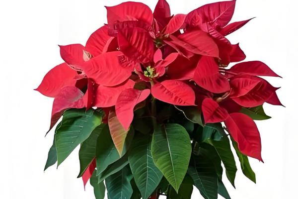 一品红如何过冬，要控制浇水频次