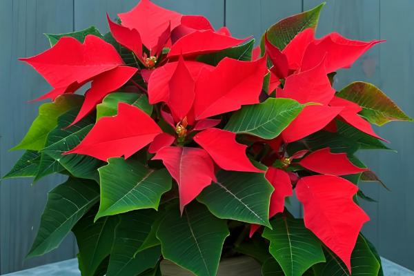 一品红如何过冬，要控制浇水频次