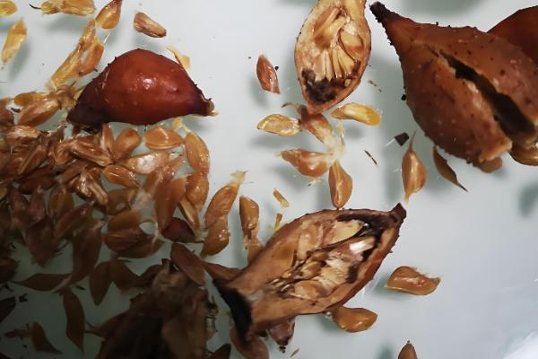 金樱子是不是蔷薇花的种子，属于蔷薇科属植物金樱子的果实