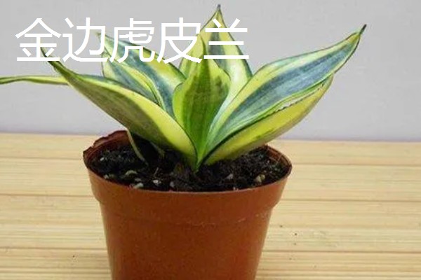 虎皮兰的品种，常见的有金边虎皮兰、圆叶虎皮兰等