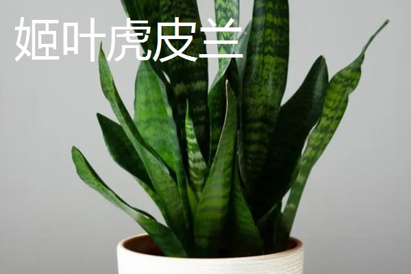 虎皮兰的品种，常见的有金边虎皮兰、圆叶虎皮兰等