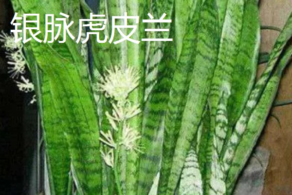 虎皮兰的品种，常见的有金边虎皮兰、圆叶虎皮兰等