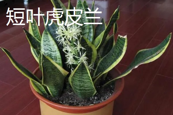 虎皮兰的品种，常见的有金边虎皮兰、圆叶虎皮兰等