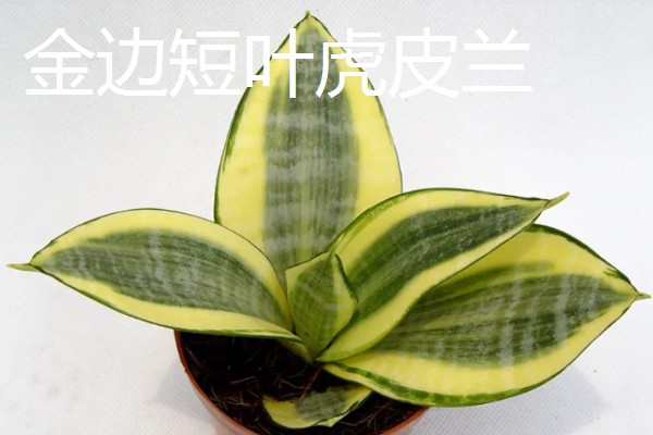 虎皮兰的品种，常见的有金边虎皮兰、圆叶虎皮兰等