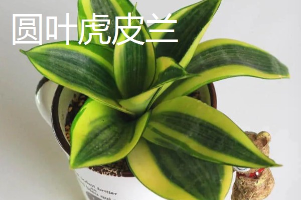 虎皮兰的品种，常见的有金边虎皮兰、圆叶虎皮兰等