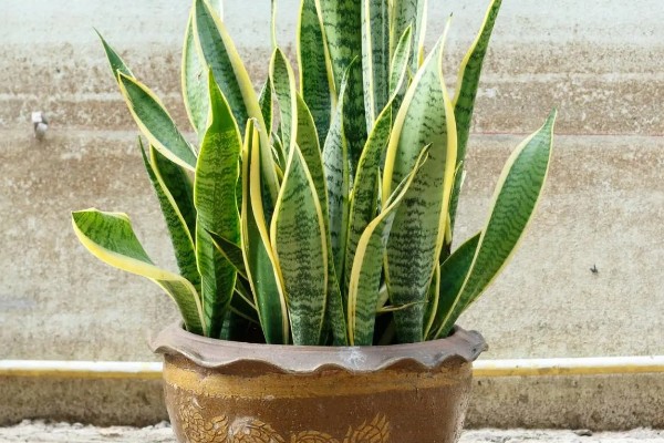 虎皮兰的品种，常见的有金边虎皮兰、圆叶虎皮兰等