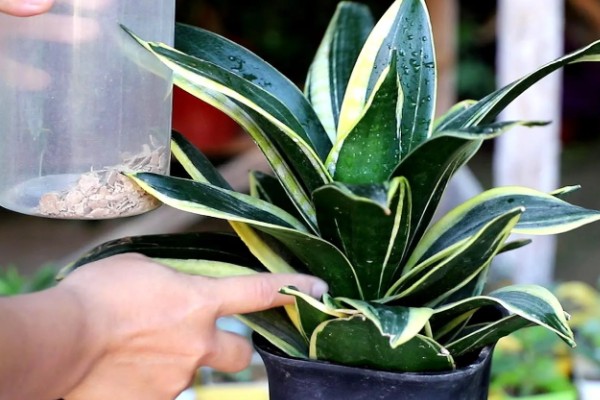 虎皮兰的品种，常见的有金边虎皮兰、圆叶虎皮兰等