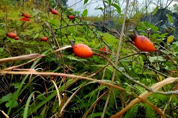 金樱子是不是蔷薇花的种子，属于蔷薇科属植物金樱子的果实