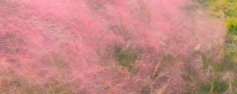 粉黛乱子草为何有等待的花语，微风吹过时就像一位女性在等待自己的爱人