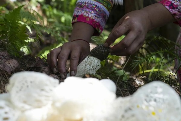竹荪的泡发方法，用盐水或温水浸泡